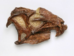 Heterodontosaurus skull. Natural History Museum